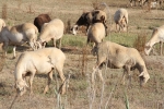 Unió de Llauradors i Ramaders denuncia otro robo de ovejas y corderos en Xilxes