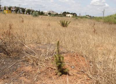 El PSOE de Burriana exige 'el necesario cuidado y mantenimiento del bosque de ribera'
