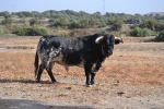 Vila-real presentarà nou bous per a les festes patronals