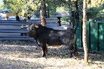 Alcudia de Veo apuesta por un ejemplar de Santa Coloma para abrir la temporada 2013