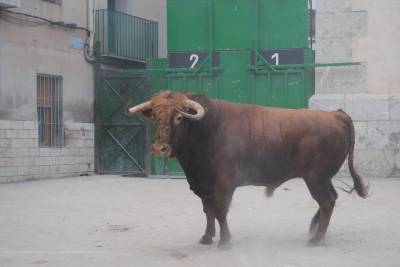 Figueroles disfruta de los actos taurinos