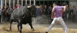 las-exhibiciones-taurinas-centran-el-primer-fin-de-semana-de-la-fiestas-de-santa-quiteria-en-almassora
