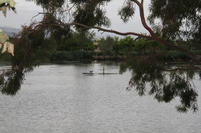 La Fundación Limne descubre un ejemplar de blenio de río en el Estany de Nules