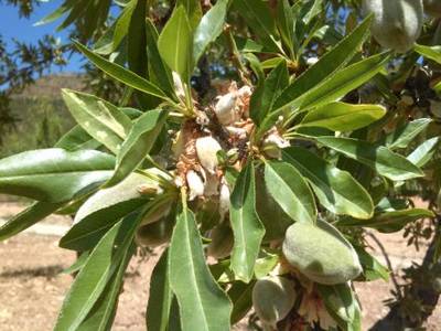 La Unió de Llauradors estima en 72 millones de euros las pérdidas agrícolas en Castellón por la sequía