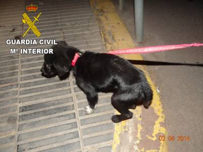 La Guardia Civil ha imputado a una persona por maltrato animal en Nules