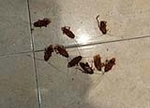 Los vecinos del Polígono III denuncian plaga de cucaracha americana