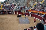 La ganadería de Tomás Alejandro 'Tomaset', protagonista en la tarde de toros del Día de Sant Jaume
