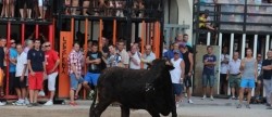 moncofa-cierra-las-fiestas-con-un-domingo-taurino