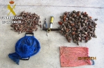 La Guardia Civil imputa a dos personas por extracción ilegal de moluscos en Oropesa