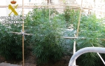 Detenido por el cultivo de 69 plantas de marihuana en L´Alcora