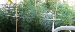 detenido-por-el-cultivo-de-69-plantas-de-marihuana-en-l-alcora
