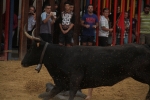 Vacas y baile para los mayores centran la actualidad en Nules