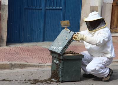 El camí Rel recibe un enjambre de abejas