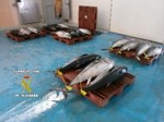 La Guardia Civil se ha incautado de 22 atunes rojos en Vinaròs