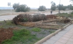 El PP de Xilxes denuncia que el tripartito 'abandona las zonas verdes y arranca las palmeras del paseo'