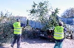 El servicio gratuito de recogida de poda retira 3.000 kilos de restos en el primer mes de actividad en Almassora