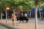 San Jaime, único barrio de Alcora con toros en sus fiestas anuales