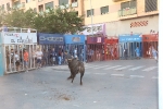 San Jaime, único barrio de Alcora con toros en sus fiestas anuales
