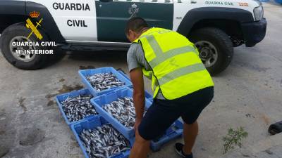 La Guardia Civil se ha incautado de 53 Kilos de merluza inmadura en el puerto de Castellón