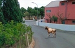 La Vilavella se llena de 'memes' por la vaca que ya lleva 11 días suelta por el monte