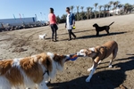 El Ayuntamiento de Castellón abre la playa para perros