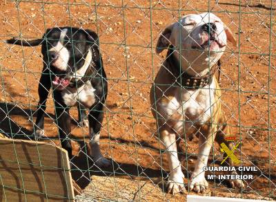 La Guardia Civil investiga a una persona por la muerte de cuatro perros por parte de dos canes de raza peligrosa de su propiedad en la localidad de Betxi