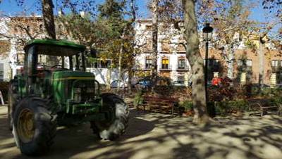 Conservación de los árboles monumentales de la Glorieta de Segorbe