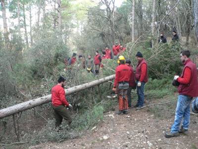 Forcall inicia els preparatius de la Santantonà amb la tala del maio