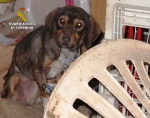 La Guardia Civil rescata a un perro que se encontraba en pésimas condiciones a la persona investigada por maltrato animal en Castellnovo