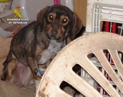 La Guardia Civil rescata a un perro que se encontraba en pésimas condiciones a la persona investigada por maltrato animal en Castellnovo