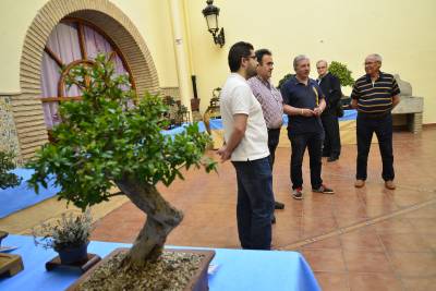 La Casa dels Mundina acolleix una exposició de bonsais