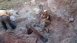 Noves restes de dinosaures al jaciment del Mas de Romeu de Morella