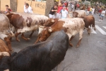 Siguen las exhibiciones taurinas en Les Penyes en Festes 