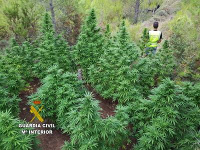 La Guardia Civil detiene a una persona por cultivo de marihuana en Sueras