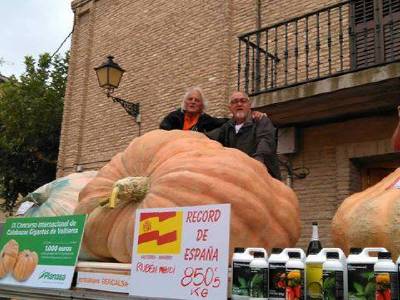 L'ALCORA LOGRA EL RECORD DE LA SANDÍA MAS GRANDE DE ESPAÑA