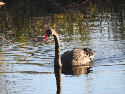 Un cigne negre visita les llacunes artificials de la Desembocadura del riu Millars