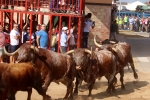 El ex alcalde de Geldo, herido en el encierro de toros cerriles de Les Alqueries