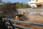 El ex alcalde de Geldo, herido en el encierro de toros cerriles de Les Alqueries