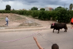 El bou en corda torna a Les Alqueries