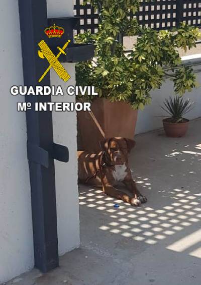 La Guàrdia Civil investiga a dues persones per un suposat delicte d'abandó d'animal domestique dies després de ser adoptat a La Vilavella