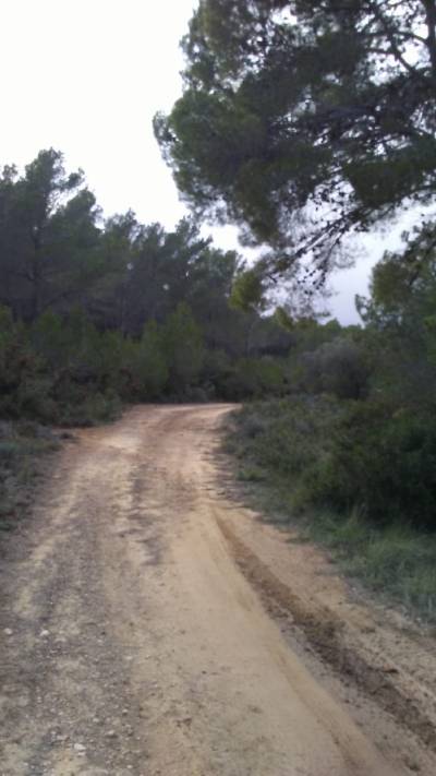 Les Coves de Vinromà treballa en la redacció del Pla Local de Prevenció d'Incendis
