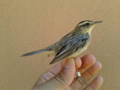 Torreblanca acogerá un taller de expertos en aves palustres amenazadas el 21 y 22 de abril