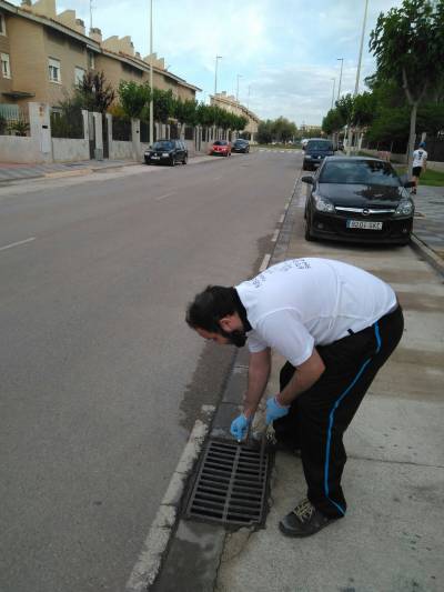Benicarló engega la campanya contra el mosquit tigre