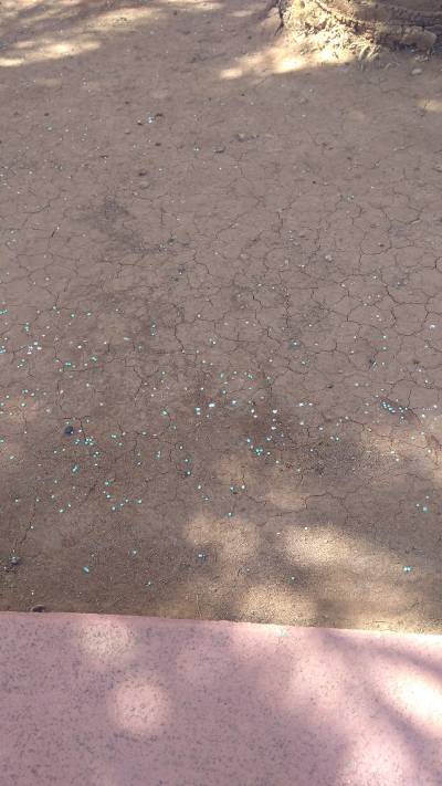 Advierten de la presenca de abono granulado en un jardín público