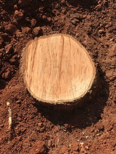 El PSPV celebra el día del Medio Ambiente con una nueva tala de árboles en la plaza Víctimas del Terrorismo