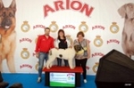 Castelló cita a 1.300 gossos de les millors races del món en un campionat de bellesa canina