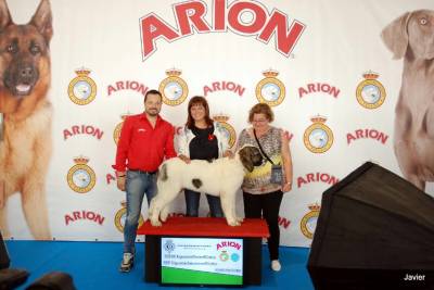 Castelló cita a 1.300 gossos de les millors races del món en un campionat de bellesa canina