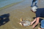 La playa de La Concha de Oropesa devuelve al mar a la tortuga 'Donosti', amputada de una aleta