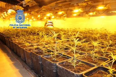 La Policía Nacional desarticula un laboratorio de marihuana en la Urbanización “El Pantano” de L´Alcora