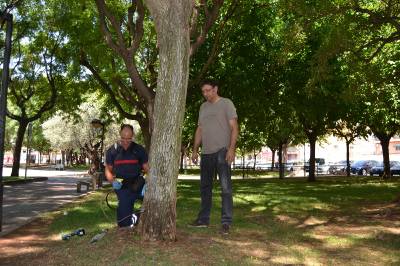 El Ayuntamiento de la Vall d’Uixó trata los árboles con una nueva técnica de endoterapia
